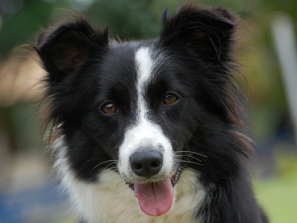 Источник фото https://www.fatosdesconhecidos.com.br/10-racas-de-cachorro-mais-inteligentes-que-existem/?gamp