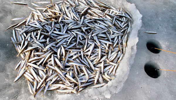 Ловля корюшки зимой  