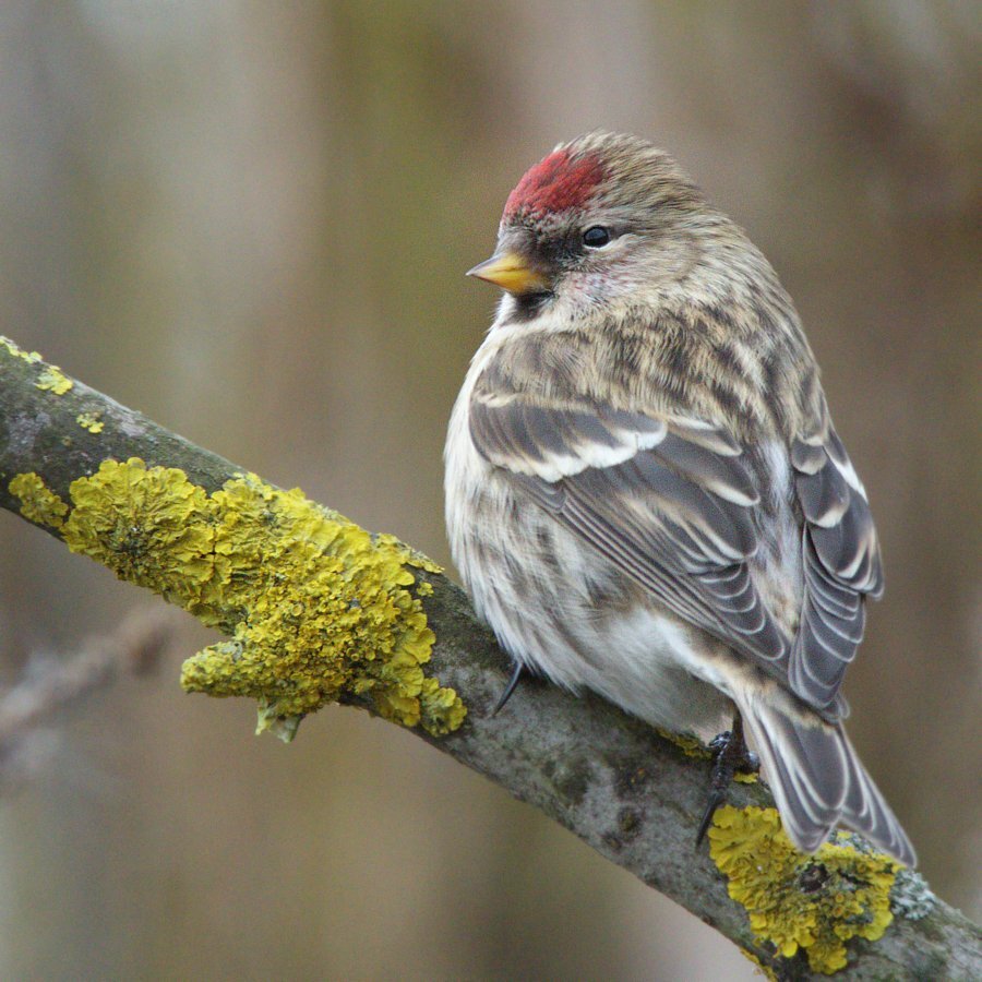 Эту птицу Вы легко можете увидеть в центре города зимой, потому что активизация этой птицы приходится на зиму