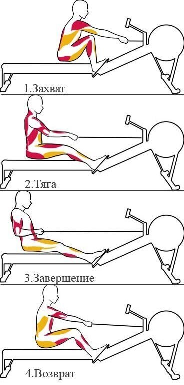 Гребной тренажер какие мышцы. Гребной тренажер какие мышцы работают. Гребной тренажер группы мышц. Гребной тренажер какие мышцы. Какие мышцы работают при гребле.