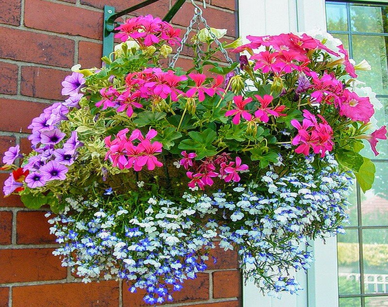 Герань плющелистная, петуния и лобелия, источник Яндекс Картинки