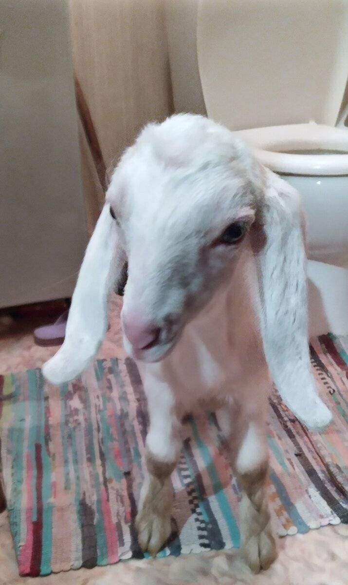 Зефирчика застукали на месте преступления, в туалете))