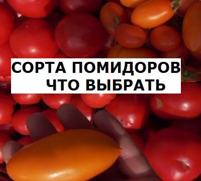 Какие сорта томатов выбрать и что учесть при покупке