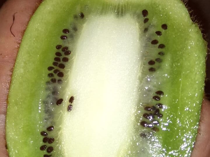 Выращиваем киви из семян на даче.