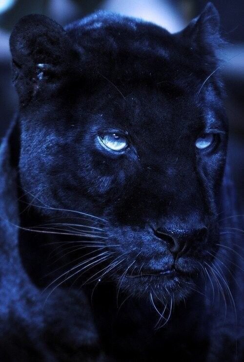 С сайта "tr. pinterest. com" 