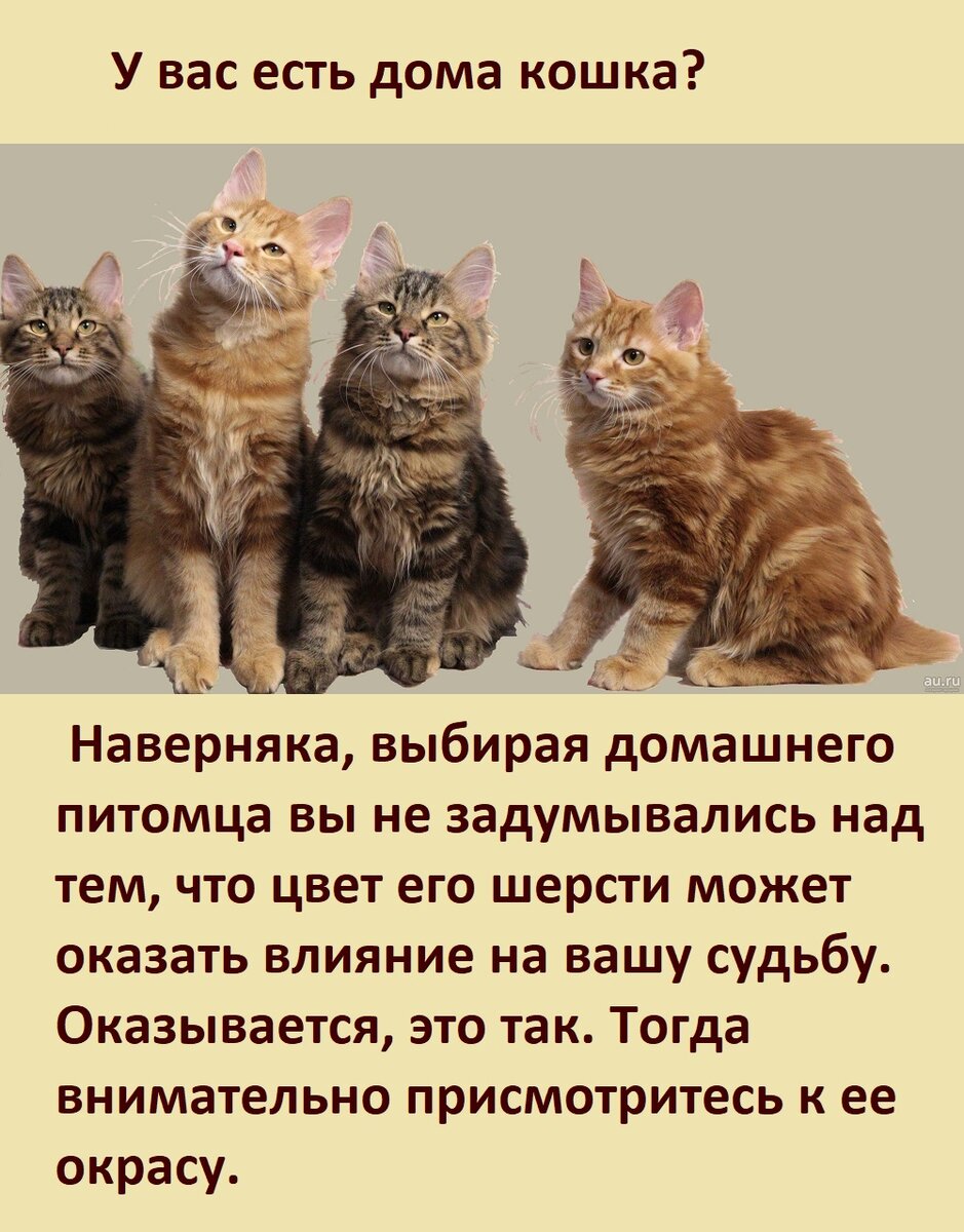 Кошки влияют. Ваша кошка. Влияние кошки на женщину. Как влияет расцветка кошки. Цвет кошки и ее влияние на вас.