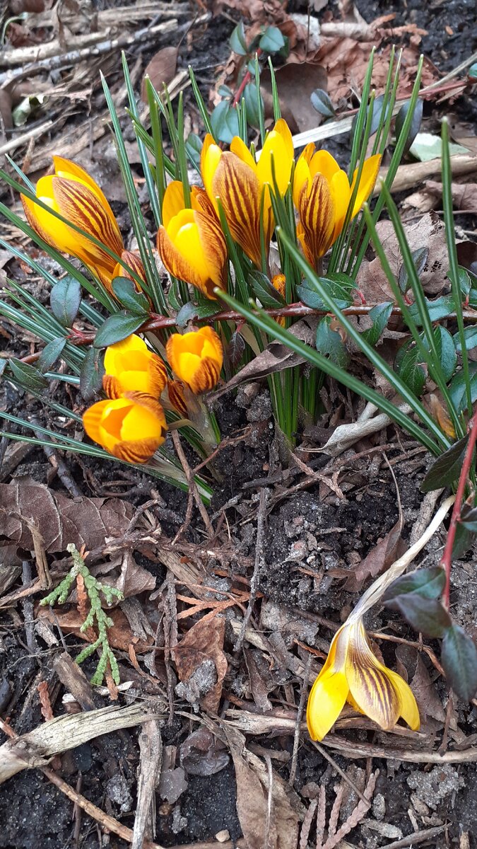 Первые зимние подснежники 