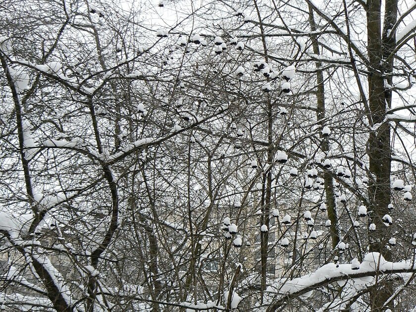 Всё в снегу.  Фото автора.