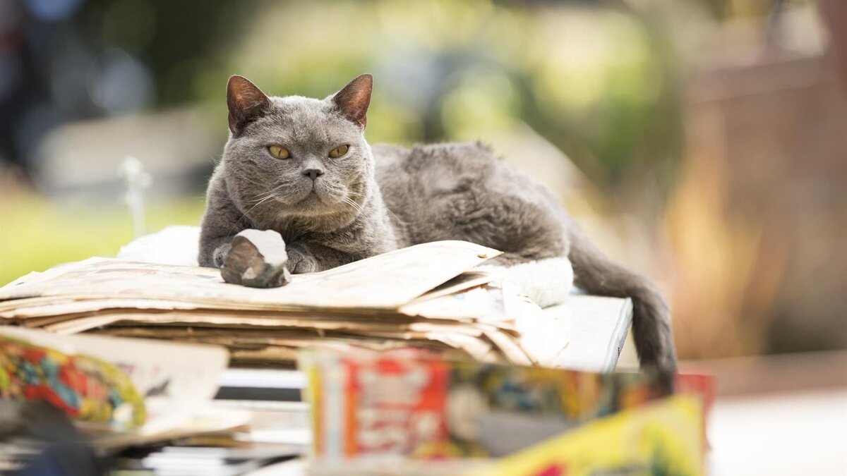 Кот полная. Коты 2013. Коты 2015. Кот 2014 года.