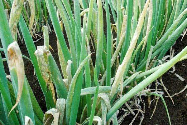 Пораженный лук