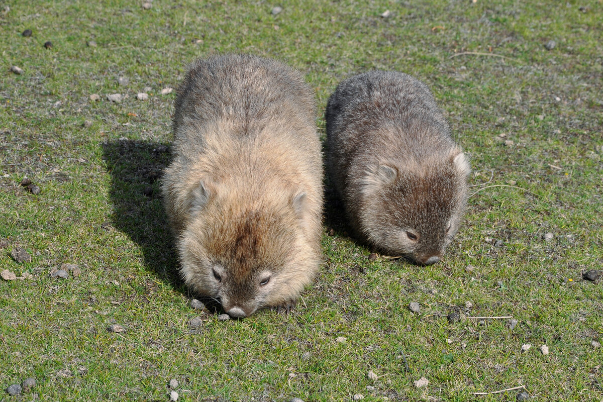 Жук-навозник, можешь не стараться!