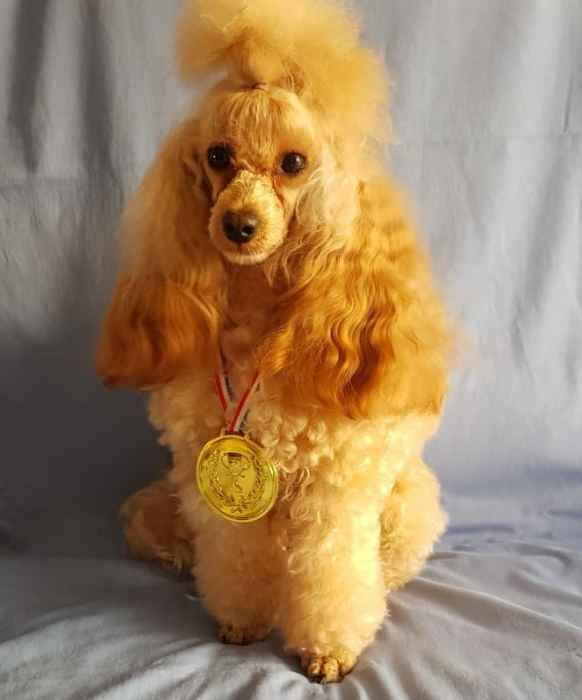 Абрикосовый пудель Кешью Мой Нежный Ангел