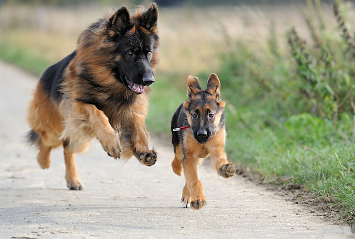 Фото из свободного доступа сети Интернет