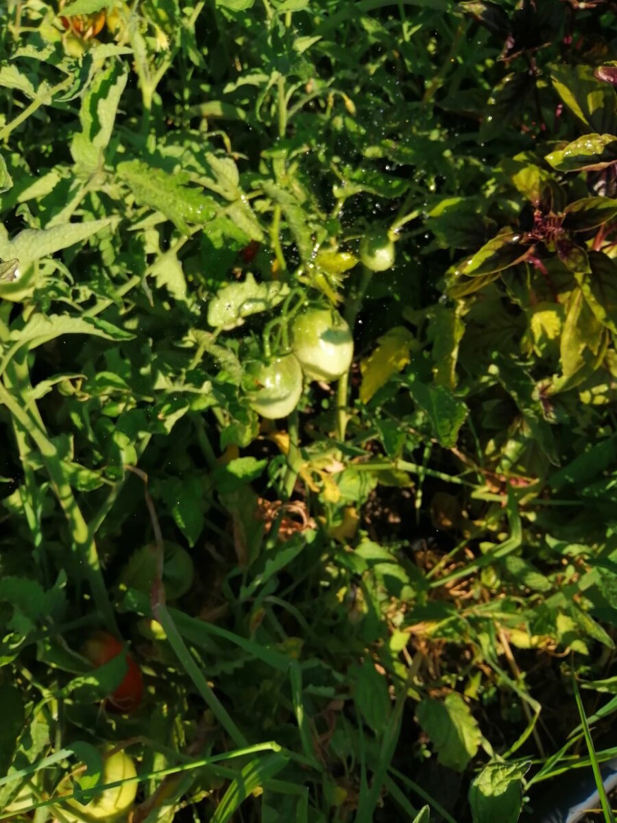 Солнце испепеляет