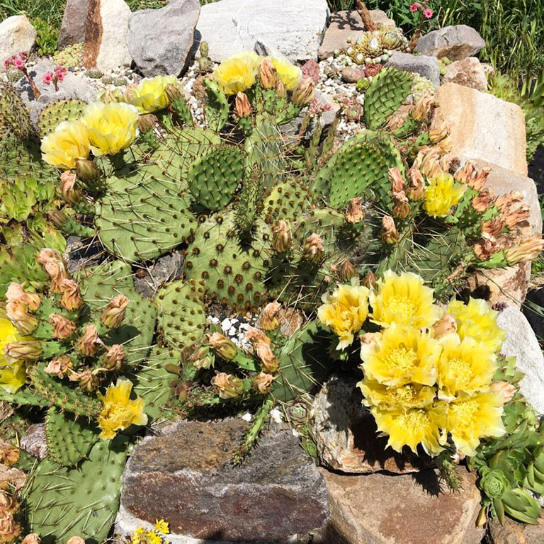 Opuntia phaeacantha v.camanchica