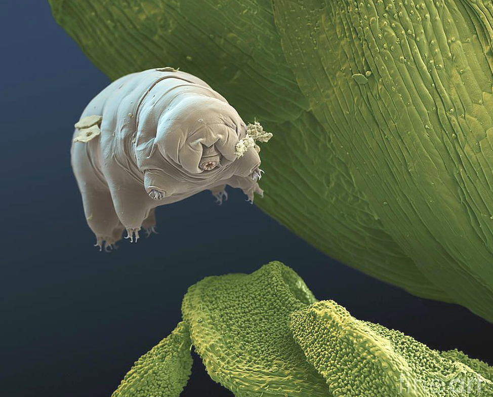 Тихоходки похожи на медведей