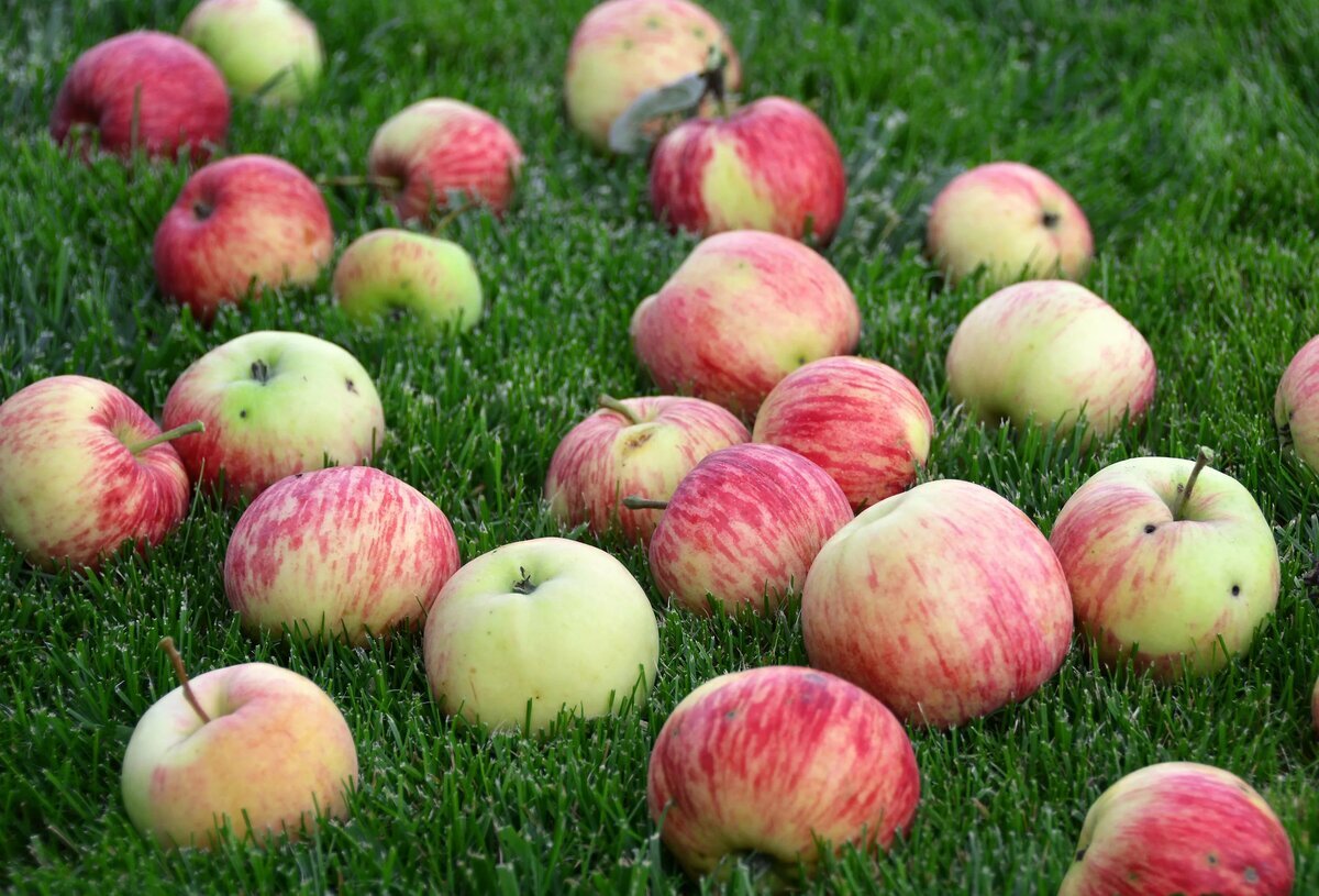 Подгнившие фрукты вызывают вопрос – можно ли класть их в компост, не навредят ли они будущему удобрению? 