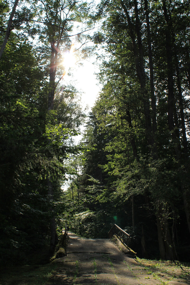 Волшебный лес в 25 км от моего дома.