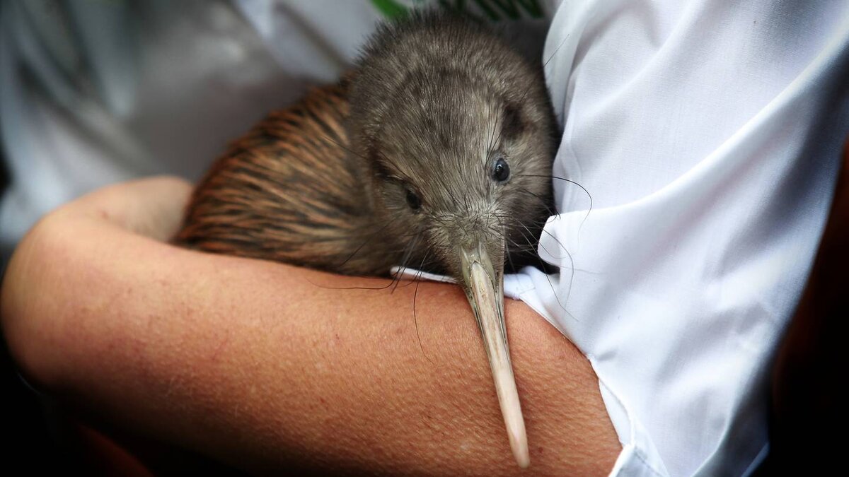Фото с сайта  nzherald.co.nz