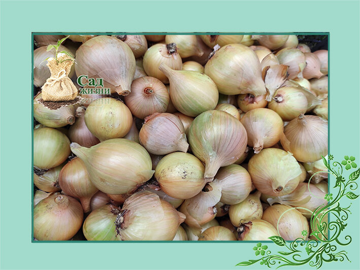 Обрезка и хранение лука