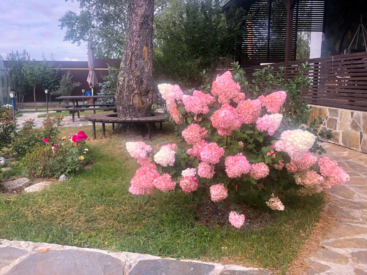 Гортензия Vanilla fraise после весенней обрезки на 3 почки