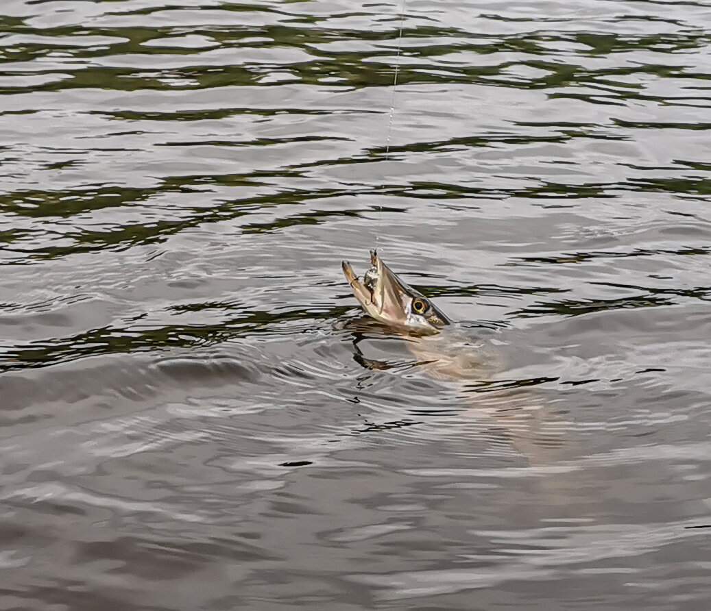 "Здесь рыбы нет!" 