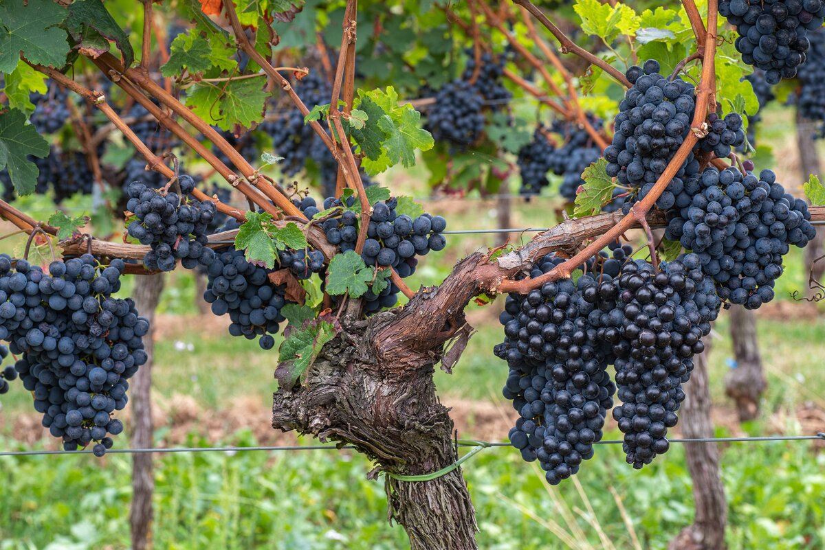 фото с сайта pixabay.com