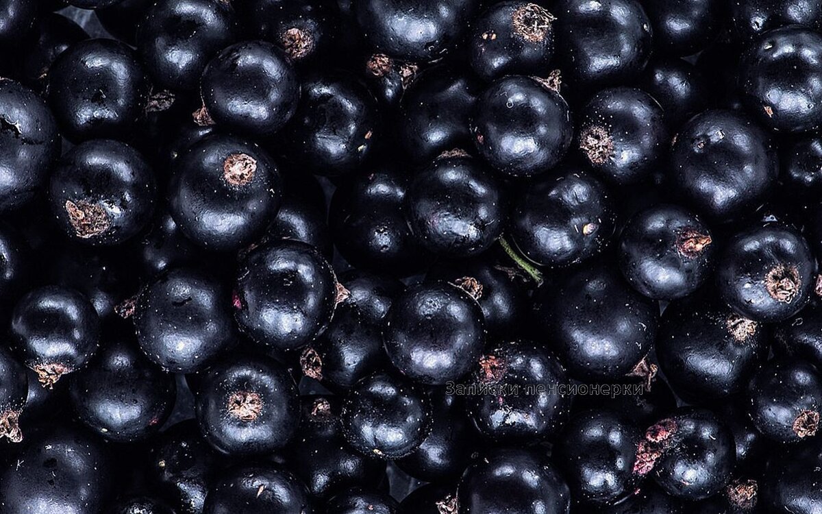 В смородине много витаминов и минералов