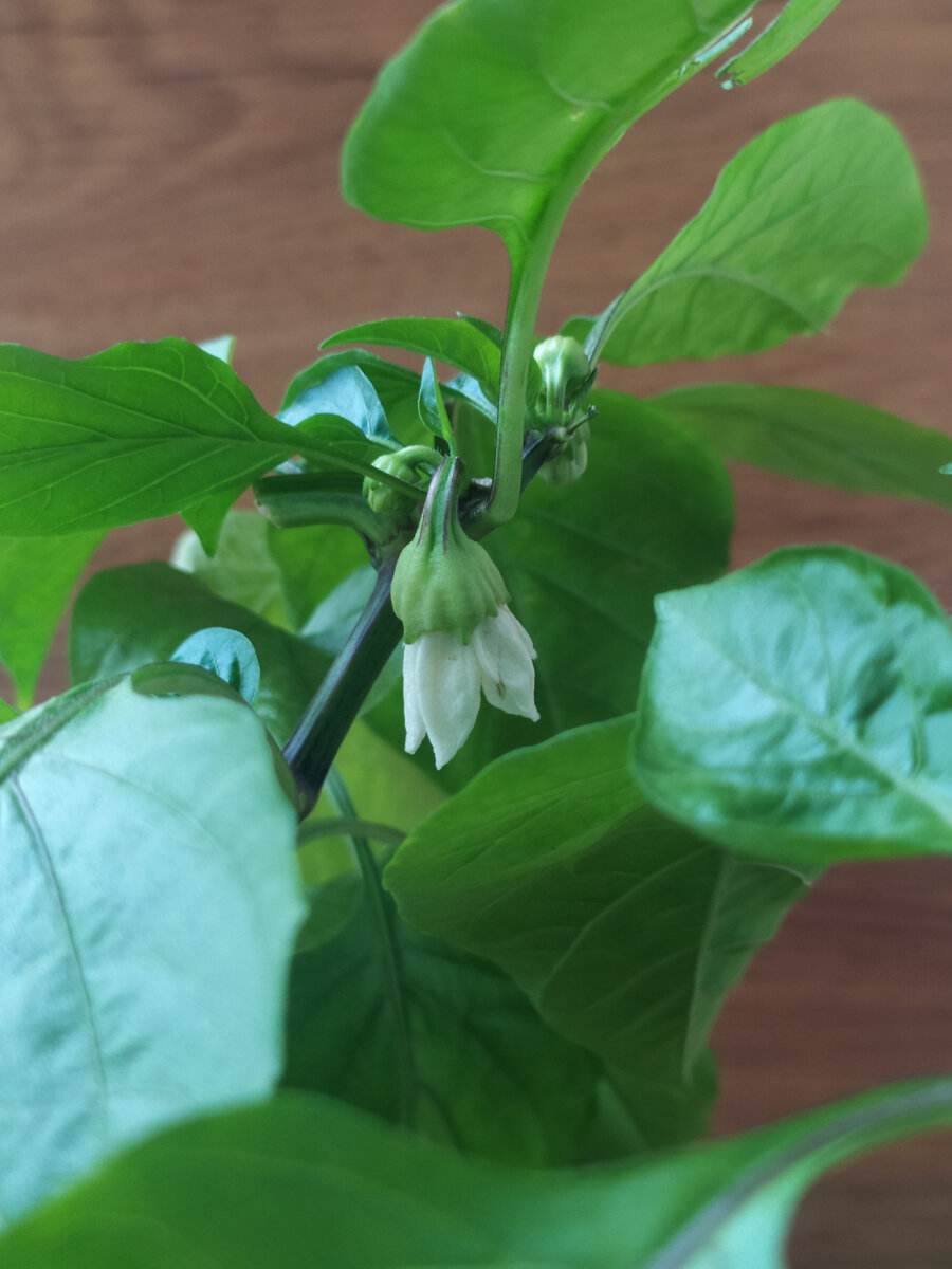 Да-да, один снова зацвел, а второй дал аж три плода! 