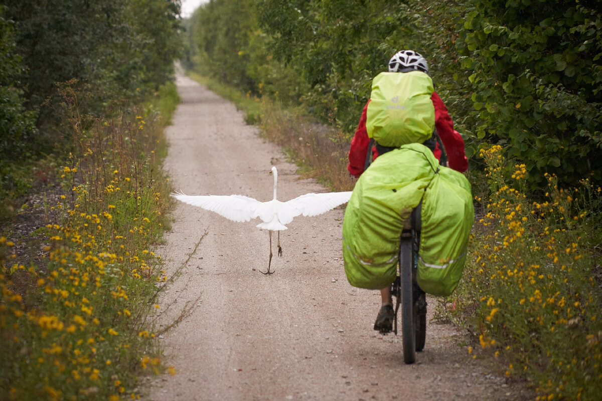 Велоштаны «Трек-85», чехол ПИК-99, большая белая цапля. Фото Владимира Горбунова