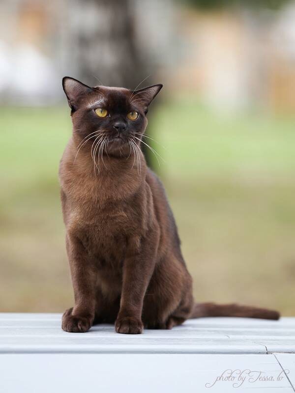 Hesus - соболиный кот породы европейская бурма из питомника Jasper Burmese