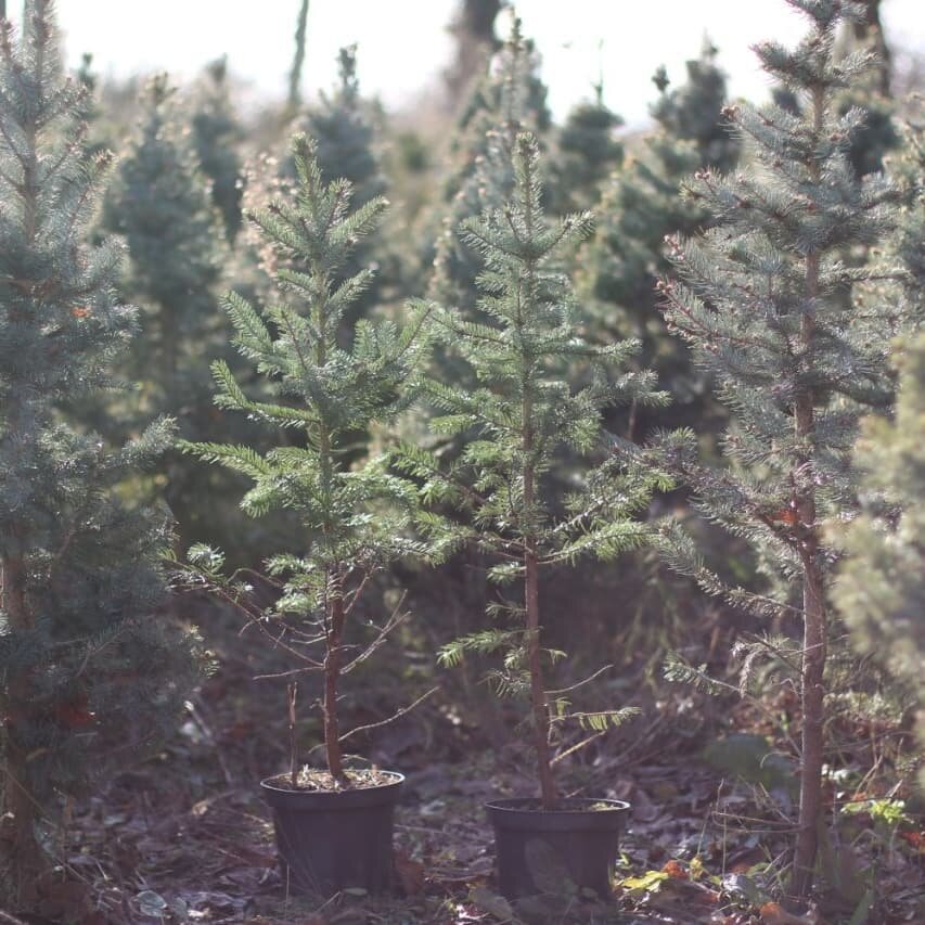 Фото из Нашего Питомника!