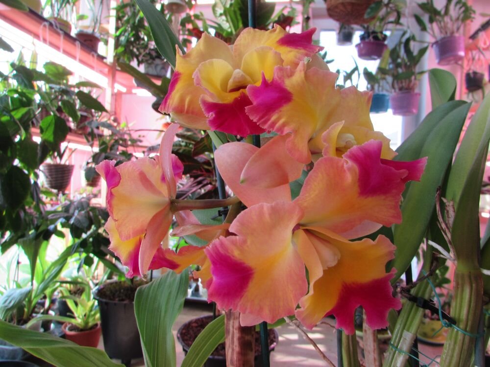 Blc Momilani Rainbow “The Gypsy” - каттлея - хамелеон