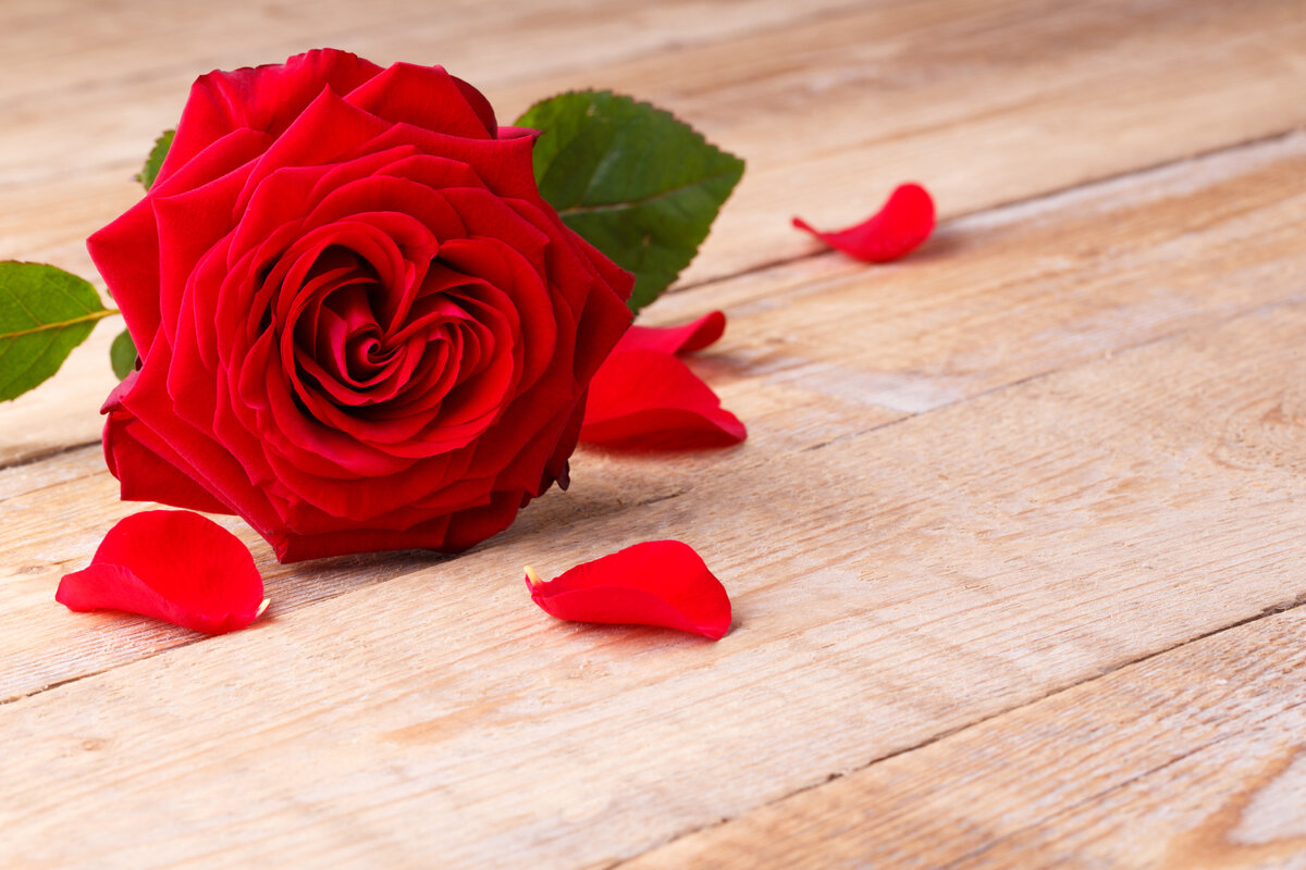 источник картинки интернет  https://s1.1zoom.ru/big3/721/Roses_Closeup_Wood_planks_Red_Petals_517148_5472x3648.jpg