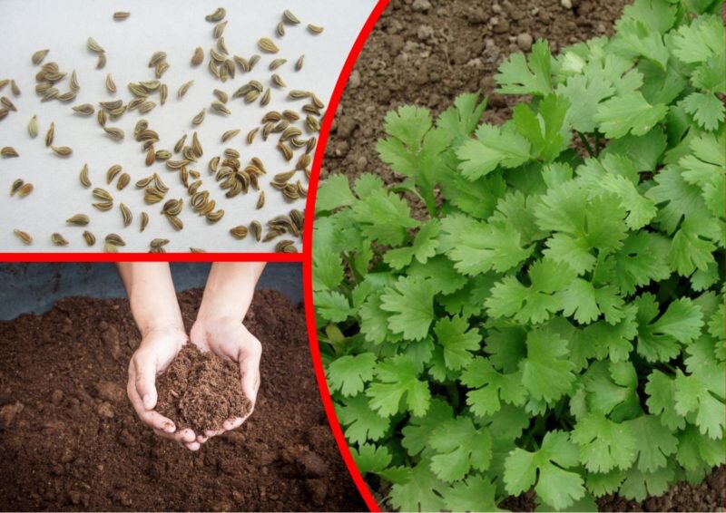 Выращивание петрушки