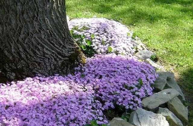 Шиловиный флокс - красавчик! Будет здорово смотреться яркими кучками. Источник фото - https://polemo.ru/krasivaya-dacha-s-alpiyskoy-gorkoy-svoimi-rukami.html/dacha-s-alpijskoj-gorkoj-38