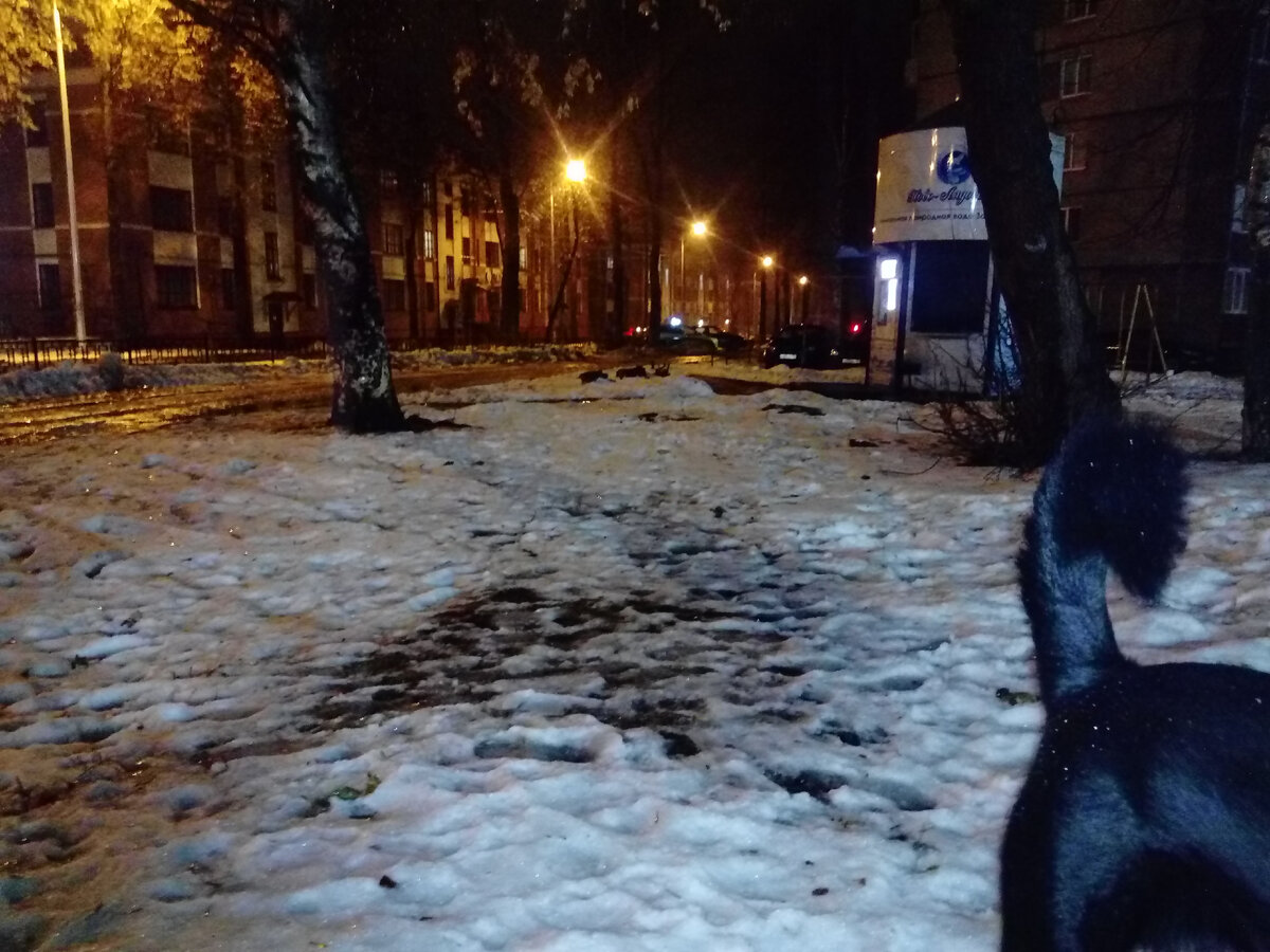 Дата 01.12.2021. Вон, как все хорошо подтаяло. В кадр нечаянно Дашкин хвост попал — она не виновата, это я не доглядела. Но, поскольку он не мешает, перефотографировать не стала