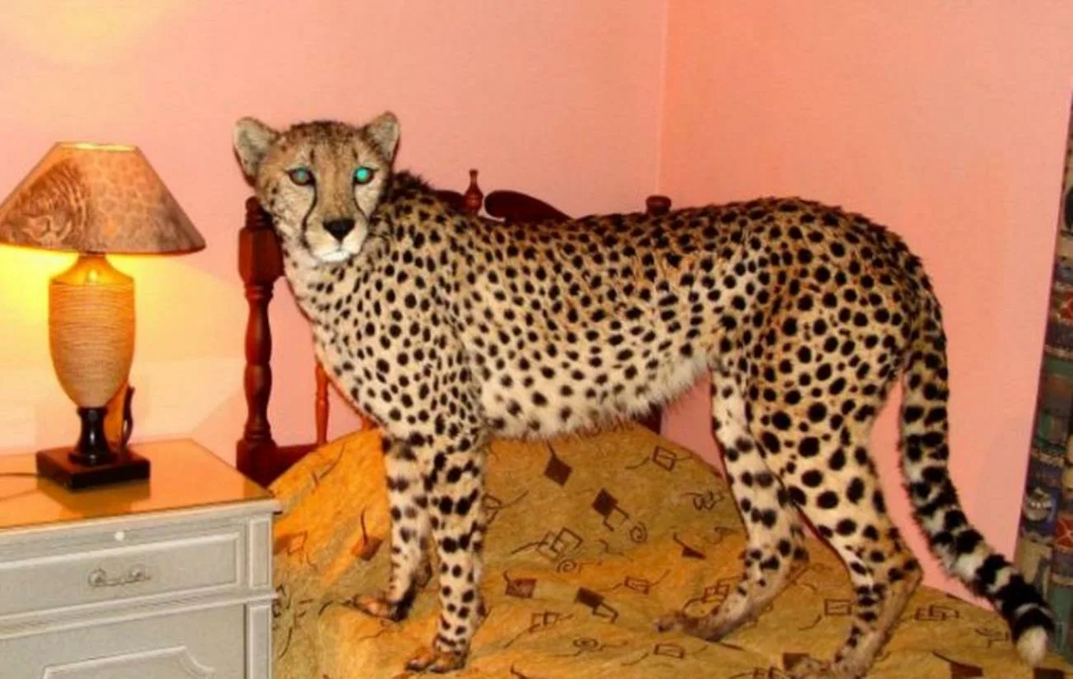 Домашний гепард. Одомашненный гепард. Экзотические домашние животные для квартиры. Домашний леопард. Купить живого животного