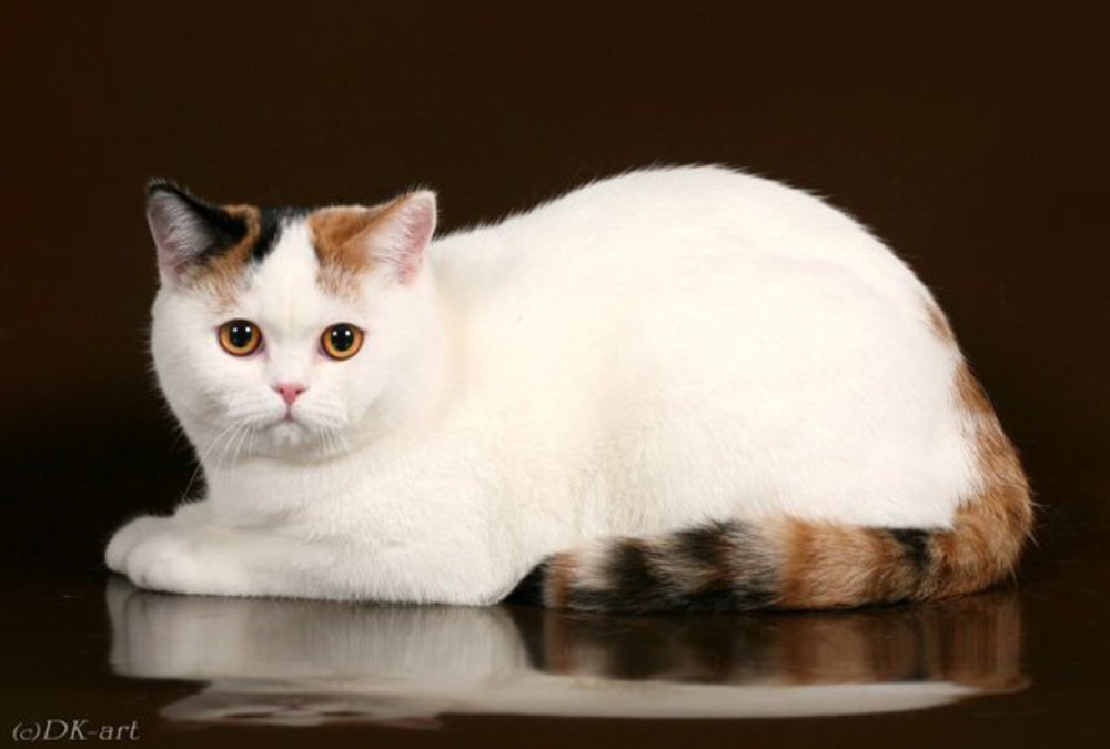 Кот арлекин фото