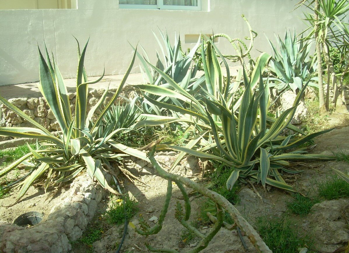 Агава Agave - Купить саженцы роз, цветочные, многолетние культуры, многолетники,