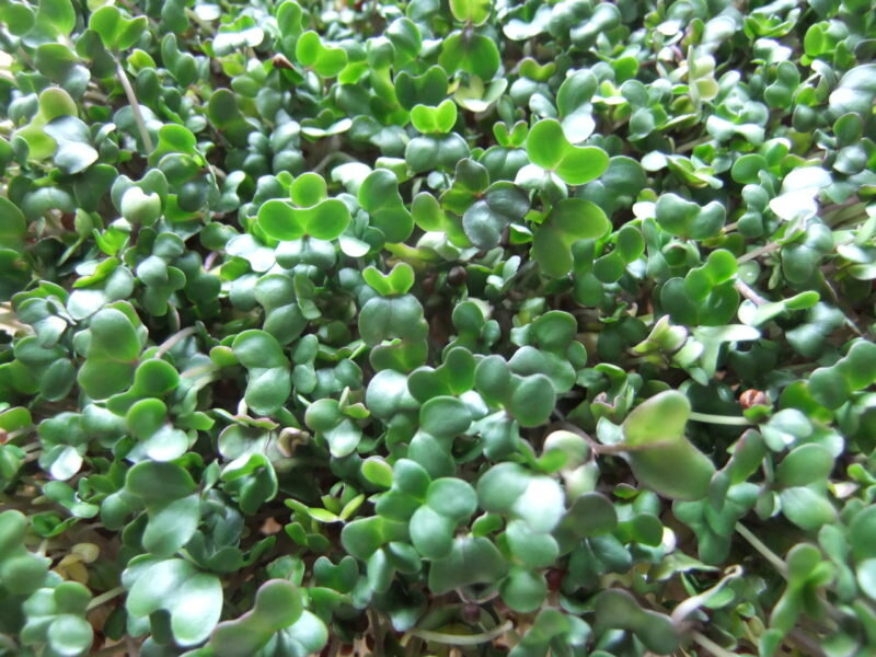 Выращивание рассады брокколи