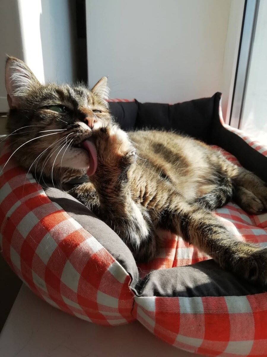 Это Ася, она покушала Грандорф