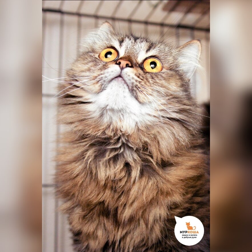 А какие красивые глаза у Ермака!