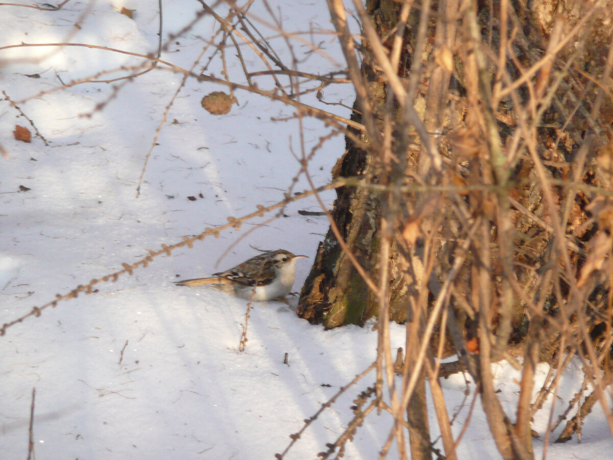 Крайне редко эту птичку удается увидеть на земле