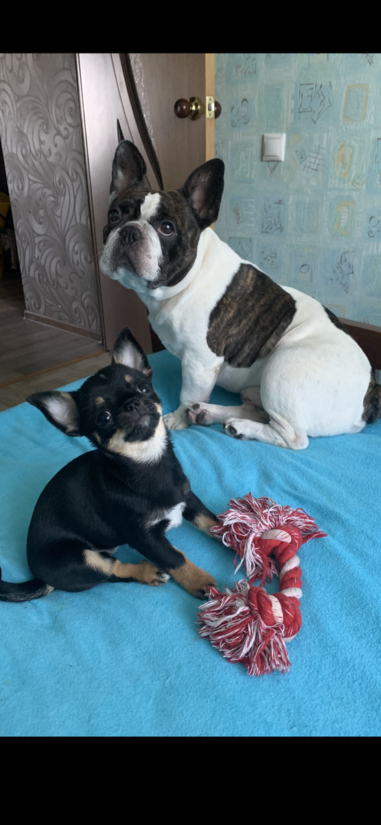 Наши любимые Боня и Тайсон