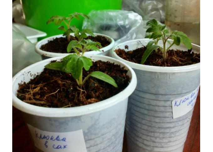 Рассада томата Клюква в сахаре, фото 2020 года