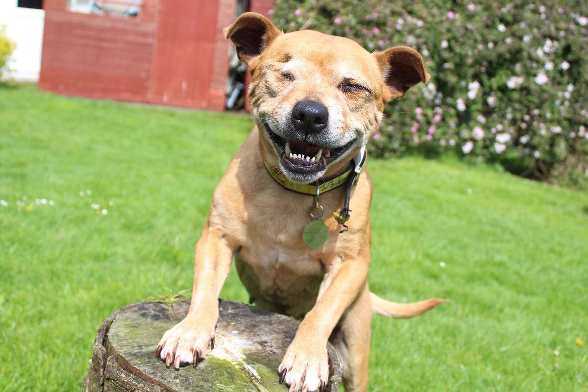 Из Яндекс картинок