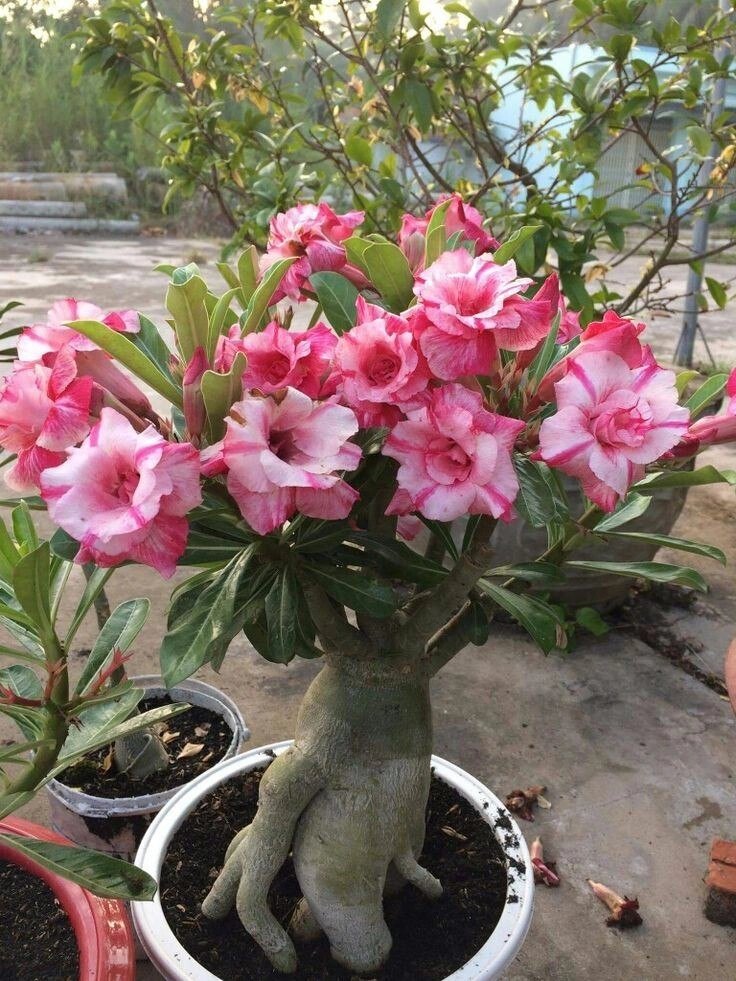 Фото адениума с сайта продавца семян на Алиэкспресс из интернета.