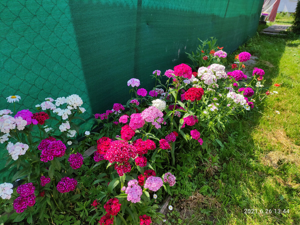 Особенно красиво смотрится в такой массовой посадке вдоль забора