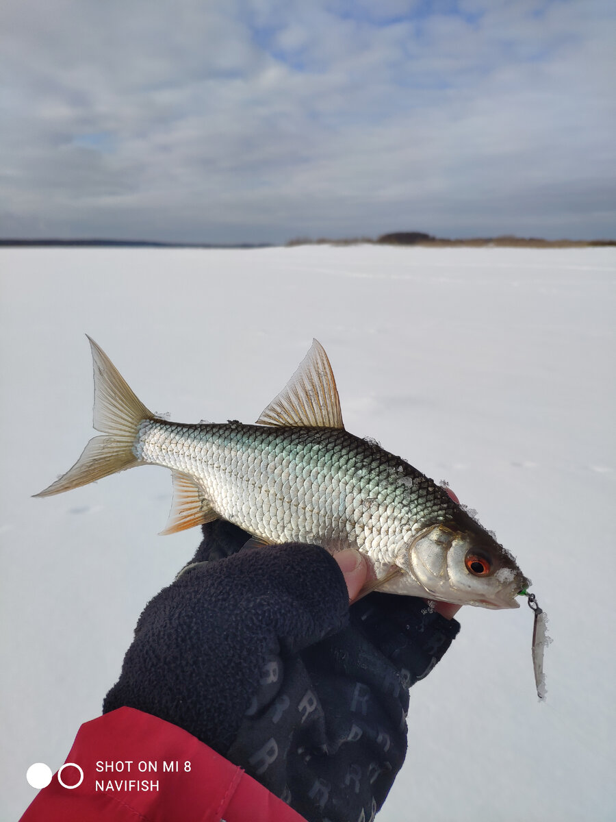 Неожиданно, на льду появляется не окунь, а плотва.